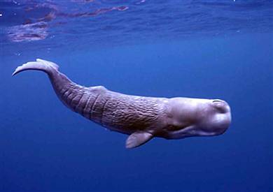 080625 sperm whales <span class=