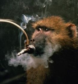 animal smoking test