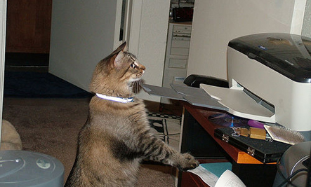 Image result for cat with photo printer